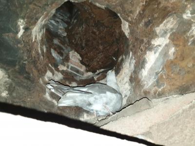 Seagull stuck in chimney saved by pest control technician